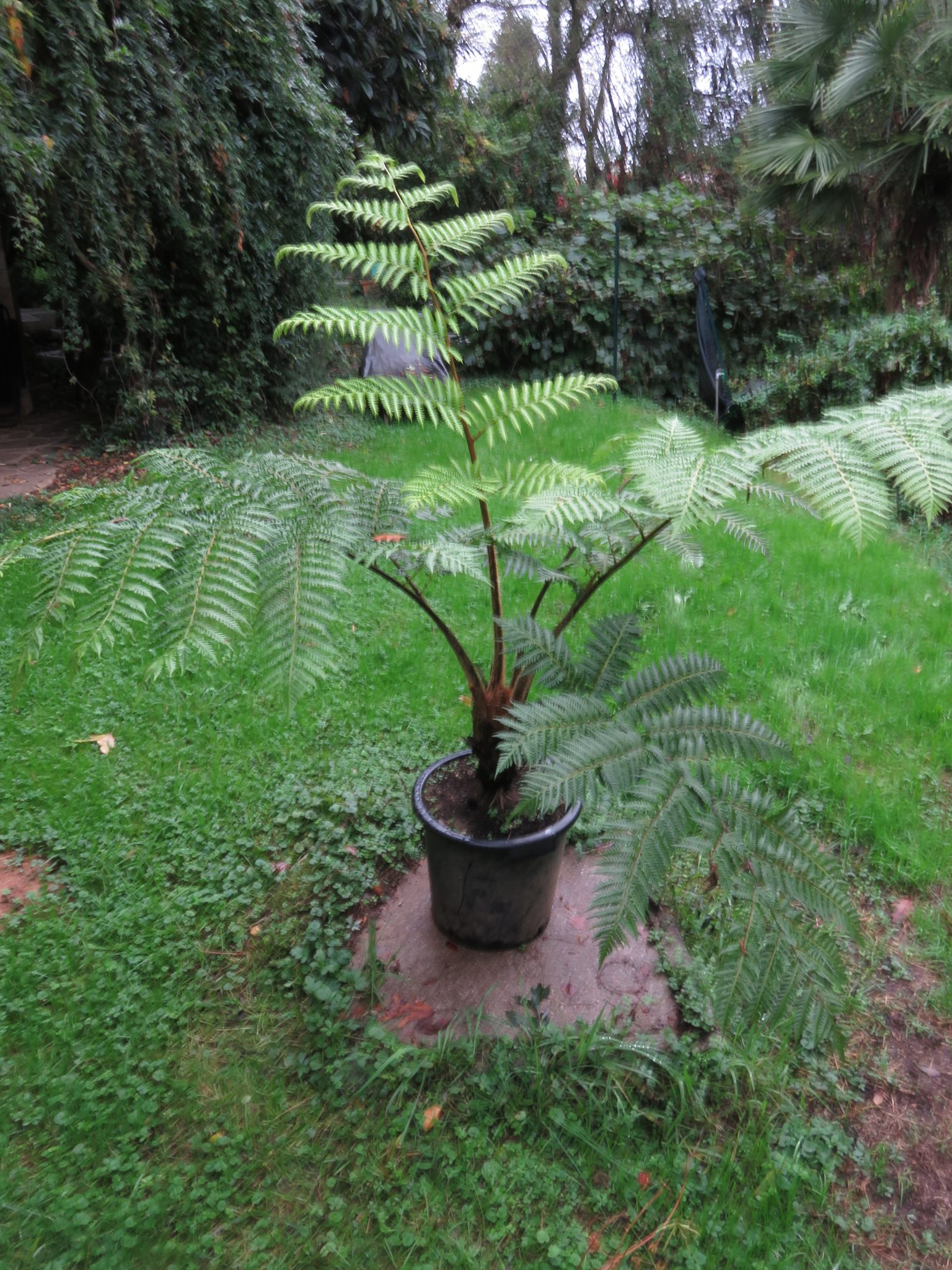 Cyathea caracasana Meriania