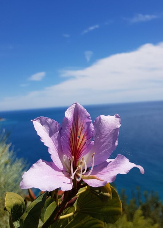 Bauhinia variegata