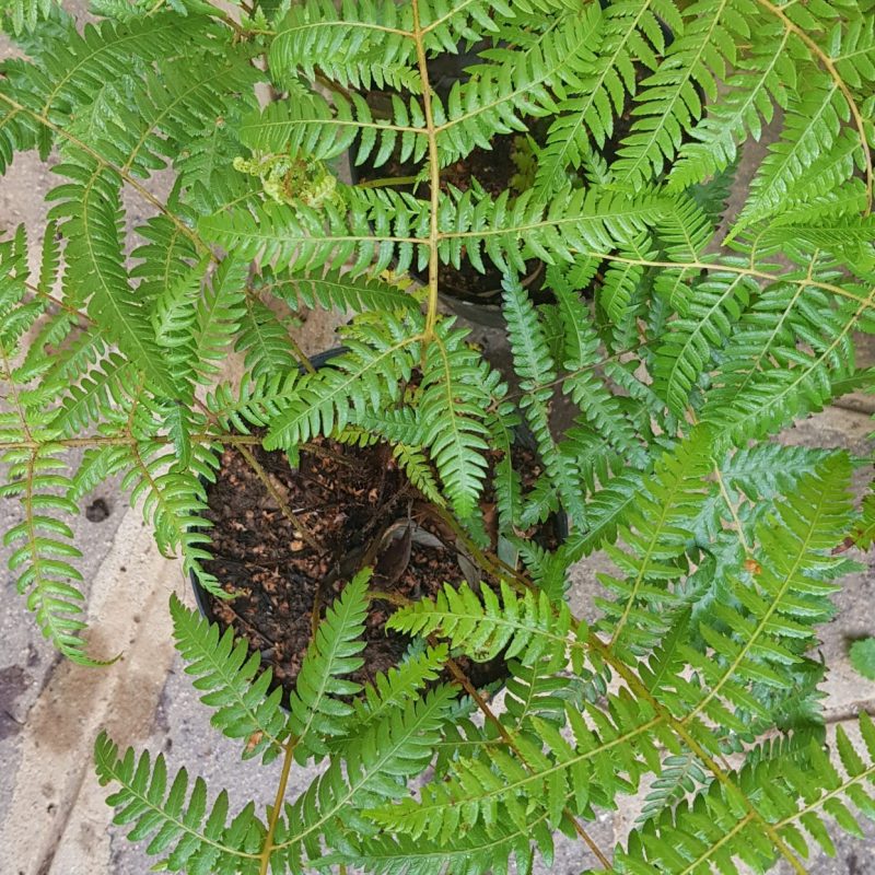 Alsophila dealbata 2