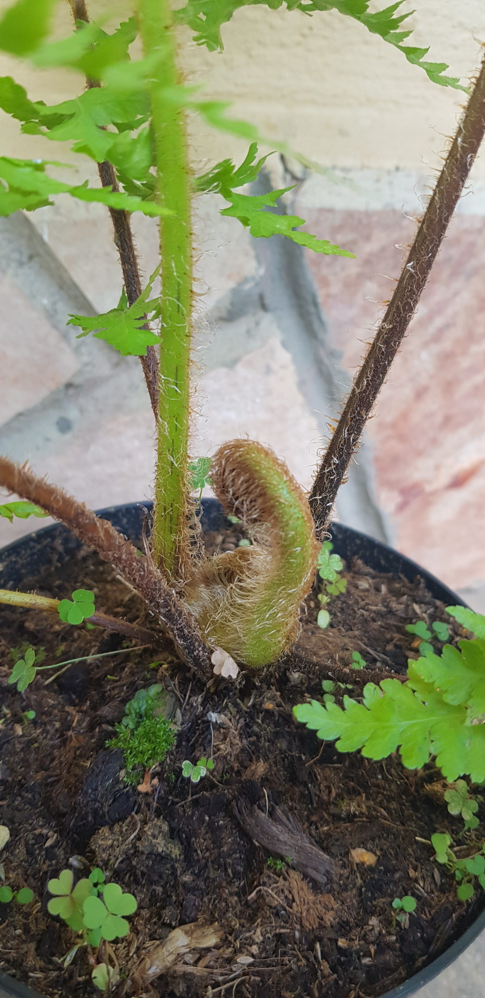 Cyathea caracasana Meriania