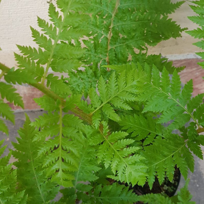 Cyathea caracasana3