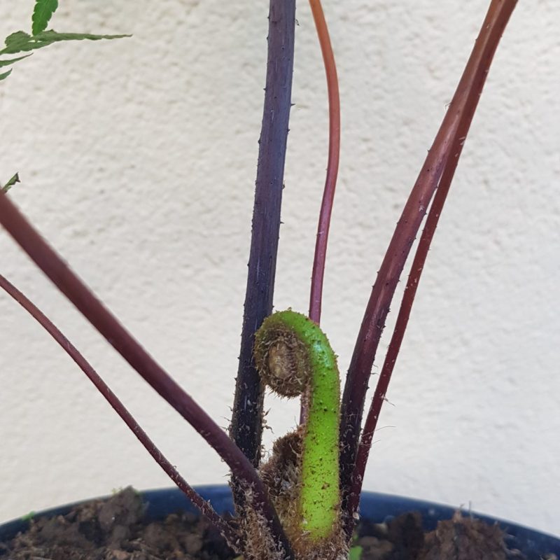 Cyathea contaminans 2