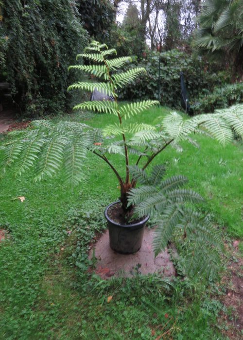 Cyathea contaminans