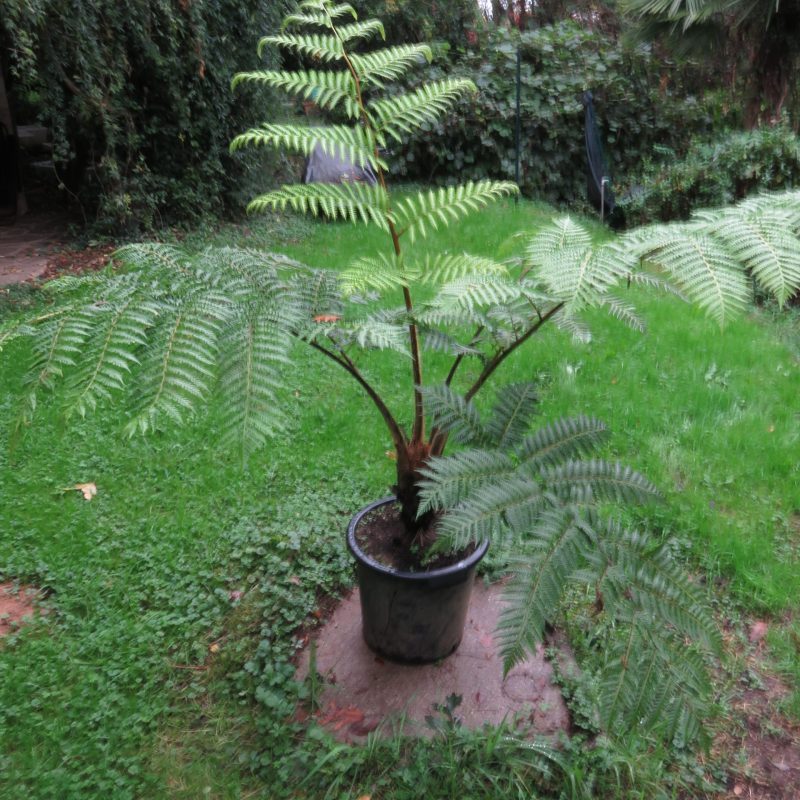 Cyathea contaminans