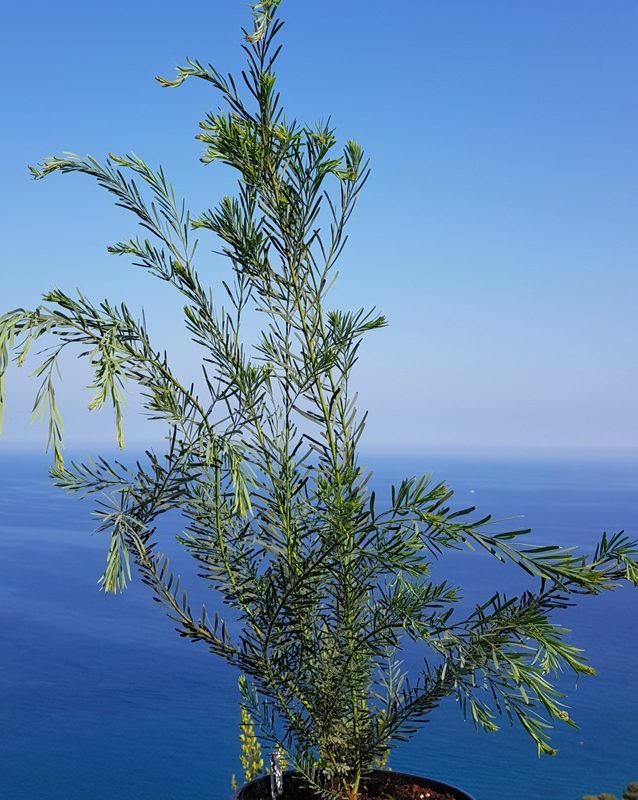 Acacia boormanii wp2