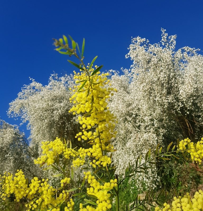 Acacia fimbriata wp2