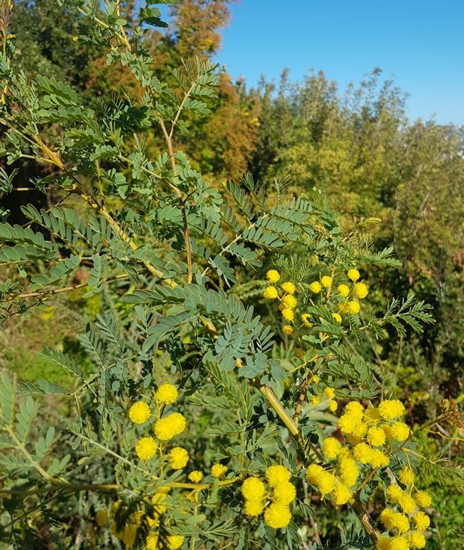 Acacia spectabilis wp