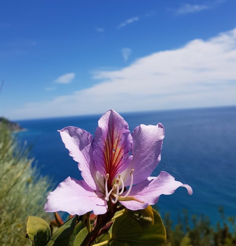 Bauhinia variegata