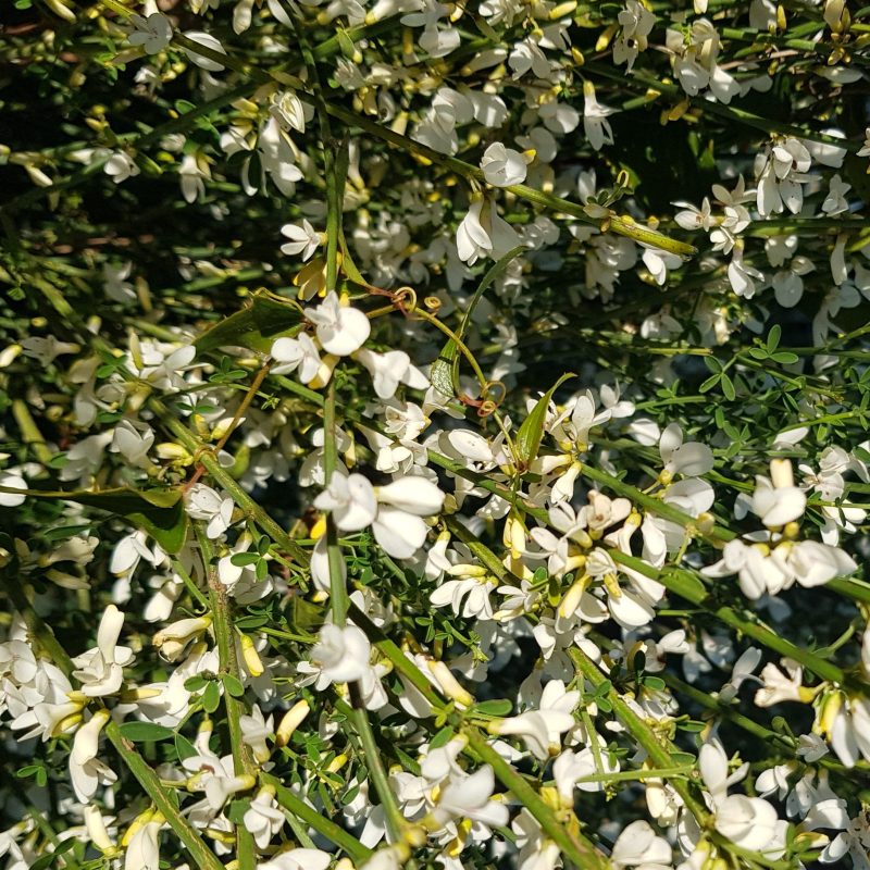 Spartocytisus filipes