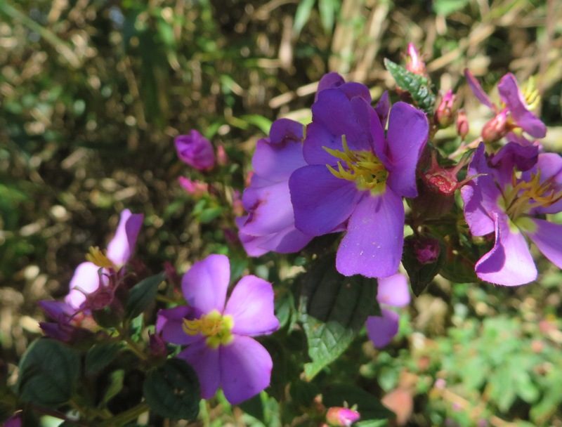 Tibouchina alpestris wp