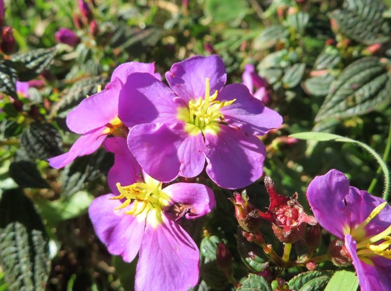 Tibouchina alpestris wp2