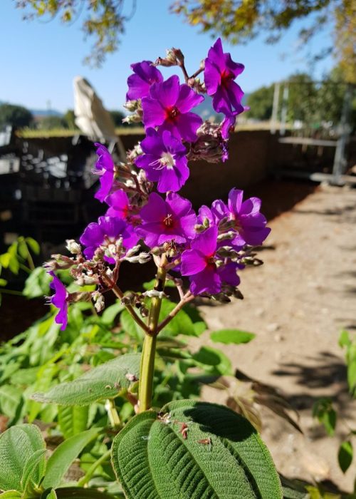 Tibouchina grandiflora