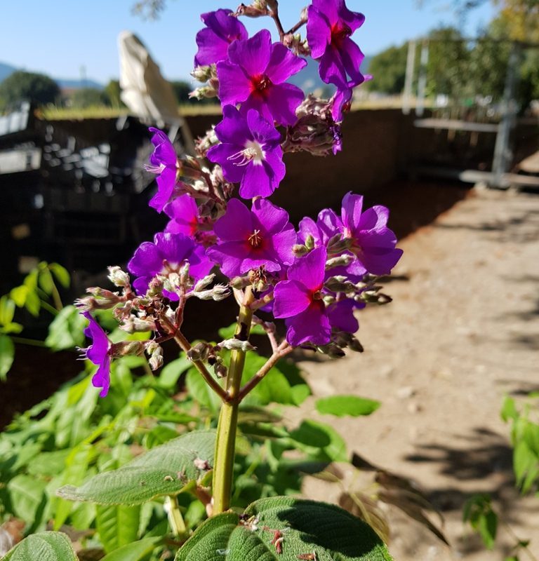 Tibouchina grandiflora