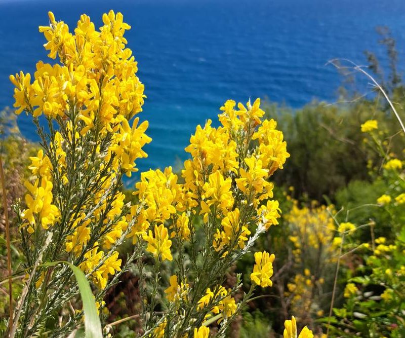 Teline microphylla (2)