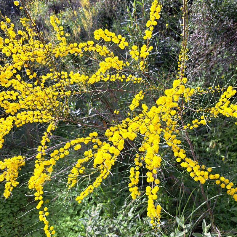 Acacia rigens flower