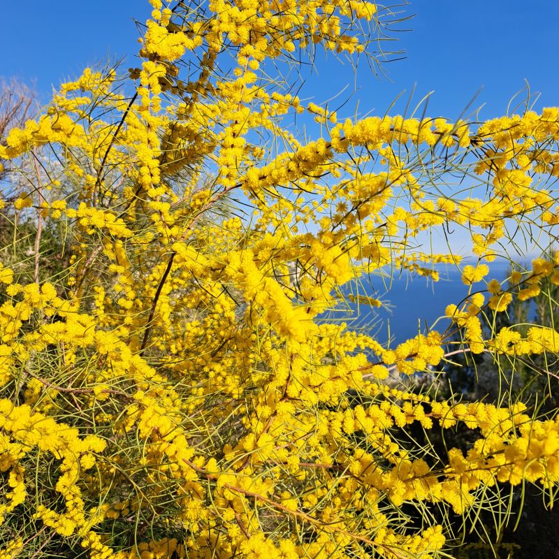 Acacia rigens flower 4