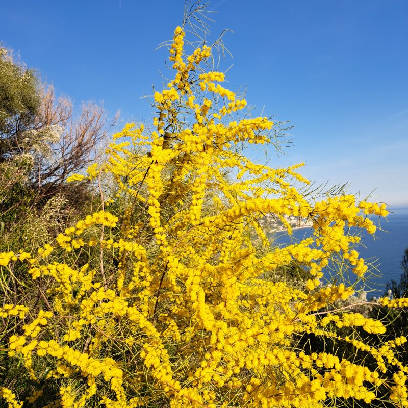 Acacia rigens flower3