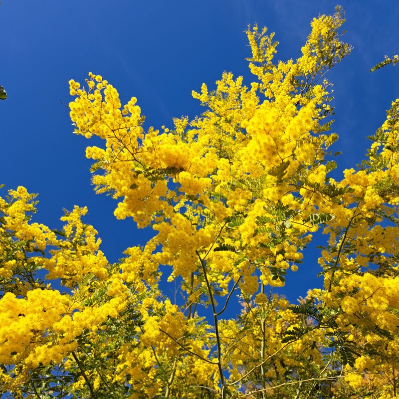 Acacia spectabilis flower